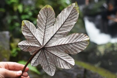 From San Juan: El Yunque Rainforest Hiking Adventure - San Juan Pickup, 7:30 AM Start, and the Real 8-Hour Rhythm