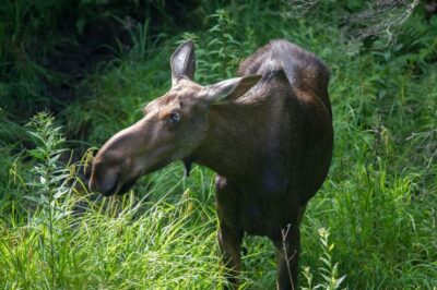From Skagway: White Pass Summit Guided Bus Tour - First stop: Gold Rush Cemetery and Reid Falls’ easy picture hike
