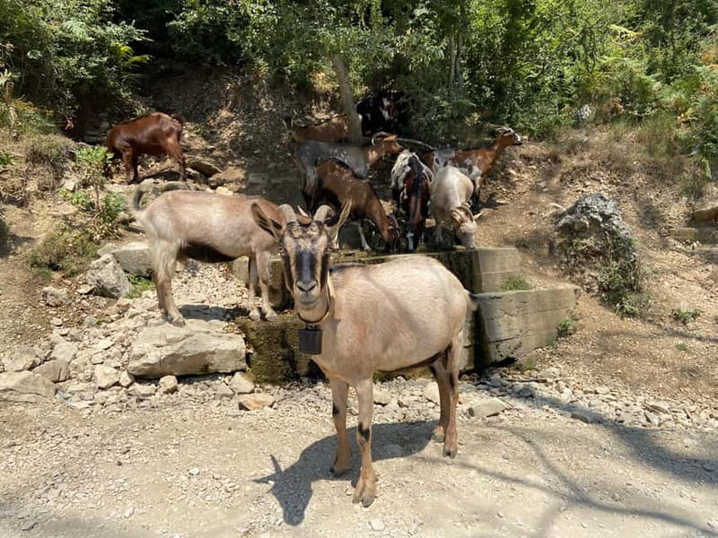 FROM TIRANA: Bovilla Lake & Gamti Mountain Hiking Trip - Getting Out of Tirana: Van Ride, Market Stop, and Real-Life Time