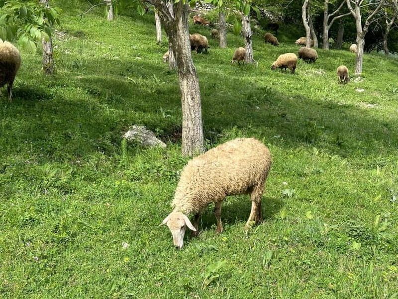From Tirana: Bovilla Lake & Gamti Mountain Viewpoint Hike - How this Bovilla Lake and Gamti Mountain day fits your time