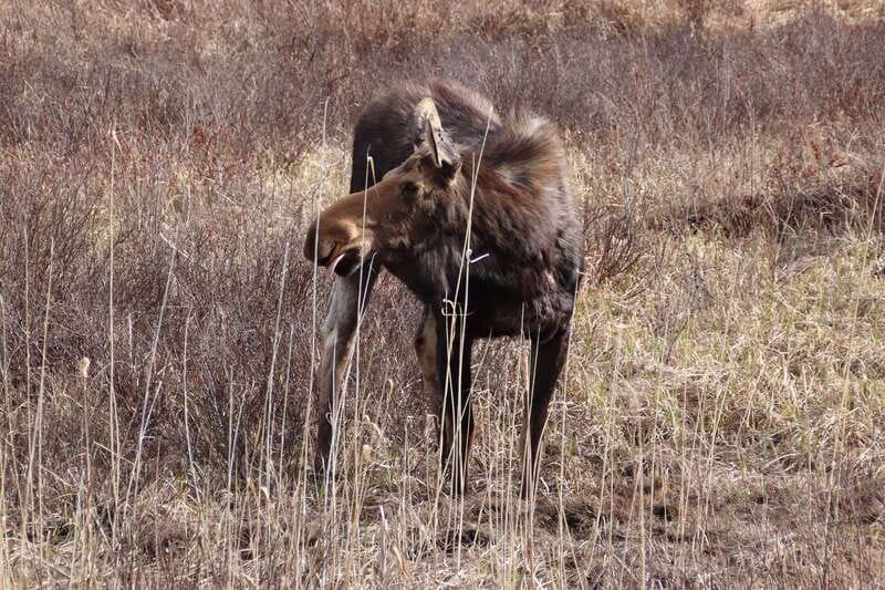 From Toronto: Algonquin Park Canoeing & Hiking Adventure - Wildlife spotting chances: moose (and sometimes more)