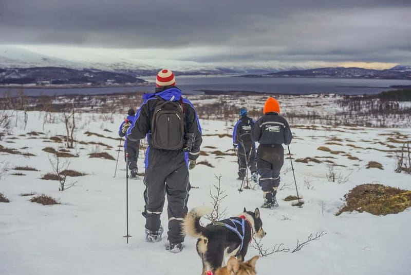 From Tromsø: Guided Husky Snowshoe Hike and Husky Camp Visit - The Easy-Terrain Course: Great for First-Timers, Still Not Lazy