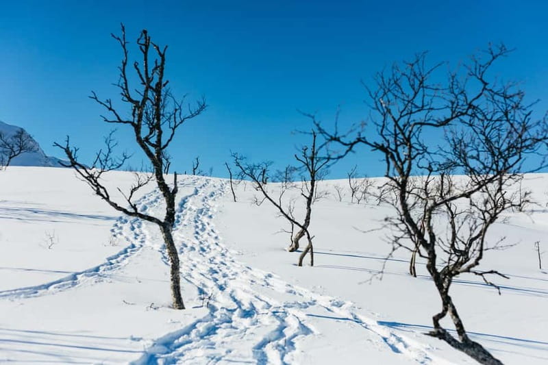 From Tromsø: Snowshoeing Hike with Picnic Lunch and Photos - The Picnic at the Summit: Sandwiches, Hot Drinks, and the Best Photo Timing