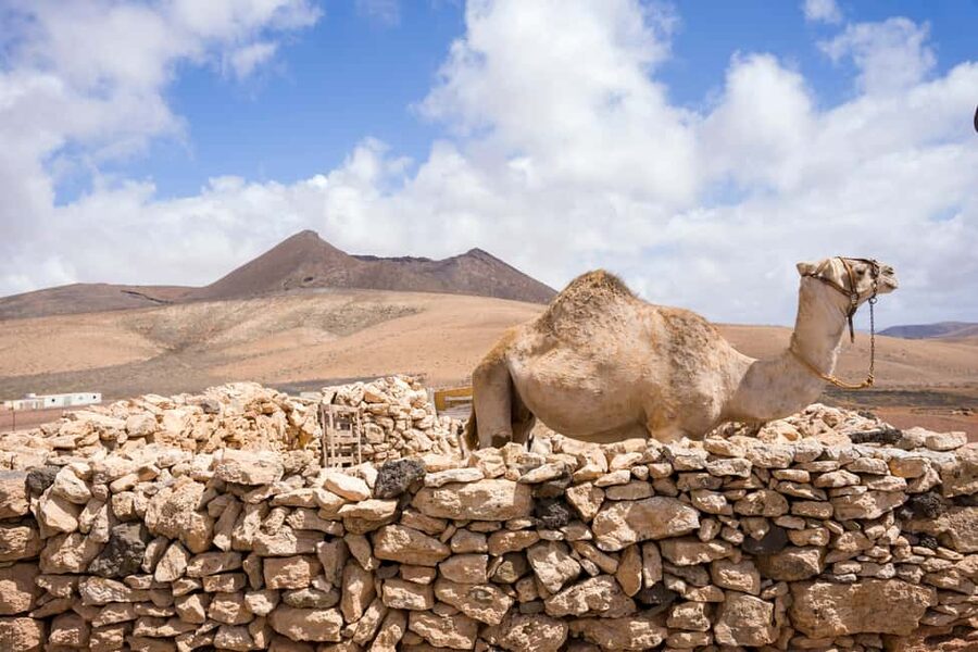 Fuerteventura: volcanic hike to the crater edge - Wild snack break and local food moments (what you should plan for)