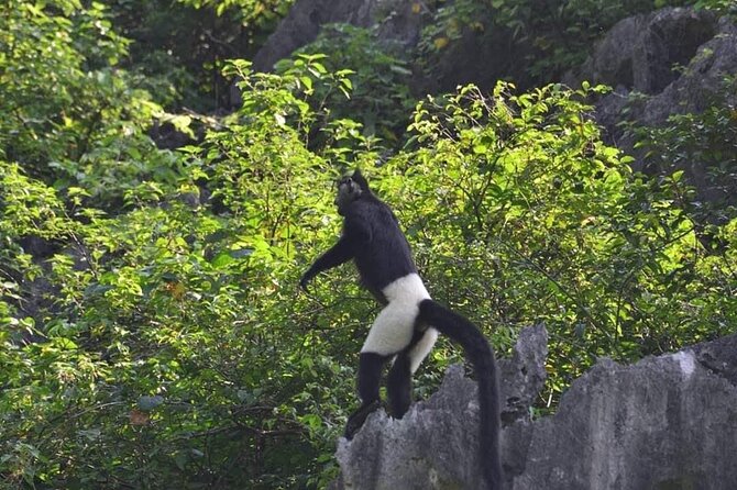 Full-Day Cuc Phuong National Park Hiking Tour - Key highlights before you go