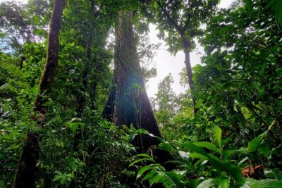 Full Day Hike Tour from Dominica - How the Schedule Works: Pickup, a 6–8 Hour Focus, and Two Stops