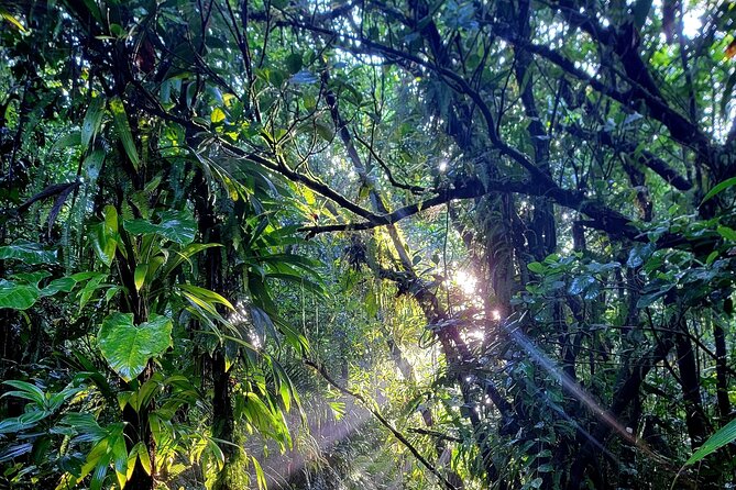 Full Day Hike Tour from Dominica - Fitness and Pace: What “Relatively Challenging” Really Means Here