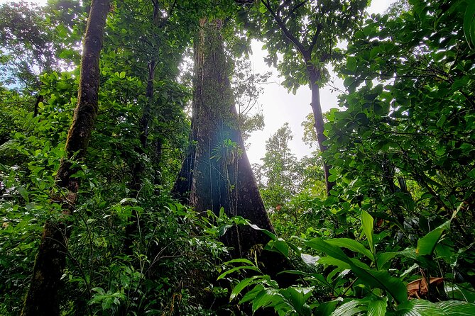 Full Day Hike Tour from Dominica - How the Schedule Works: Pickup, a 6–8 Hour Focus, and Two Stops