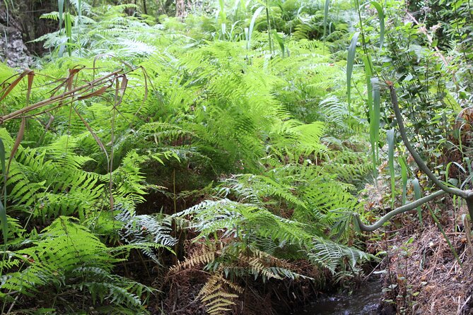Full day Hiking and Waterfalls Experience - What you’re really seeing: endemic plants and lizards