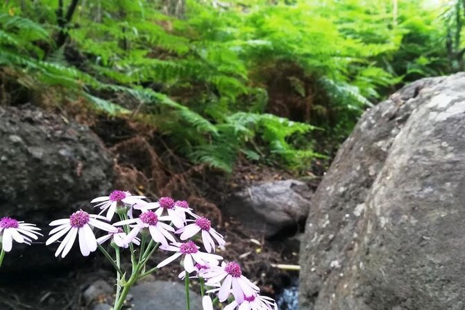 Full day Hiking and Waterfalls Experience - Price and value: is $77.02 worth a 9-hour day?