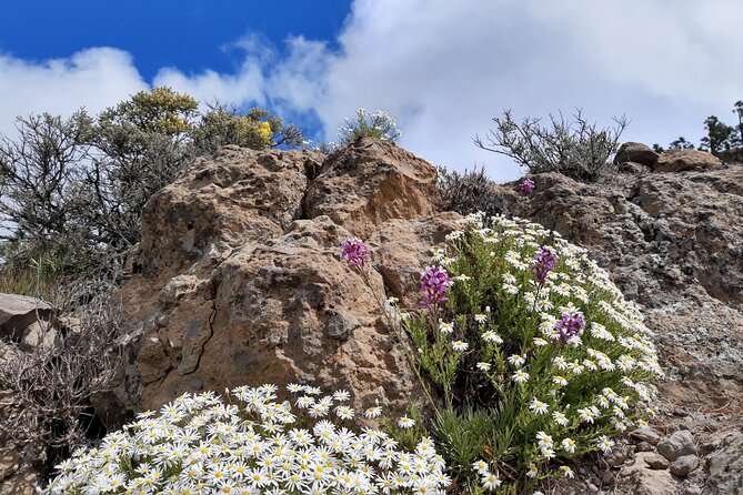Full day Hiking Gran Canaria Peaks of Gran Canaria - Who this hike suits best (and who should reconsider)