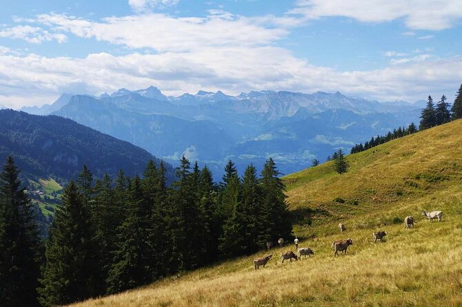 Full-Day Hiking Swiss Alps and Lake swim with Pick-up - Who Should Book This, and Who Might Want Private?