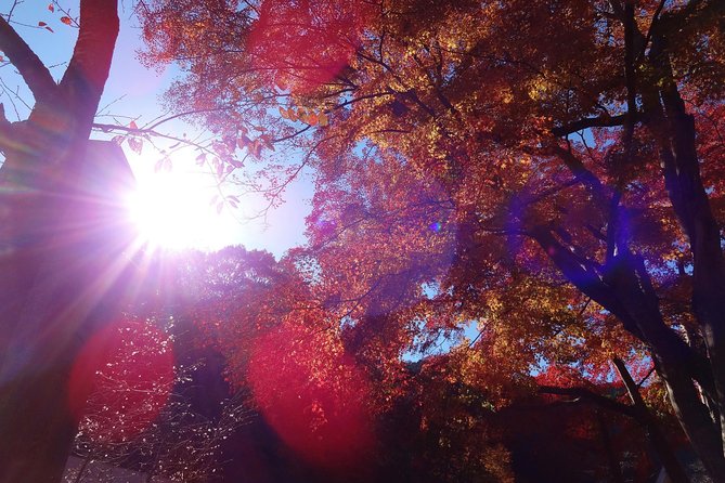 Full Day Hiking Tour at Mt.Takao including Hot Spring - Why Mt Takao Fits a Tokyo Schedule Better Than You Think