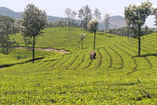 Full day in hiking in Munnar (By Munnar Info) - Peak-to-valley hiking: Lekshmi Hills near Pothamedu and a 2,000m lookout