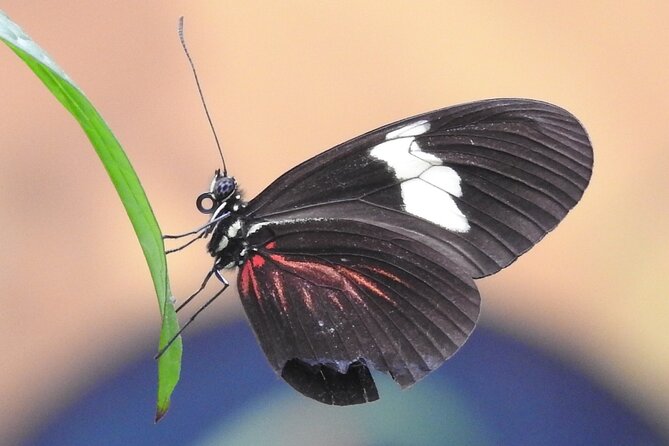 Full-Day Mindo Cloud Forest Tour Birdwatching Waterfalls and Hike - San Tadeo Birding: hand-fed hummingbirds, toucans, and feeder drama