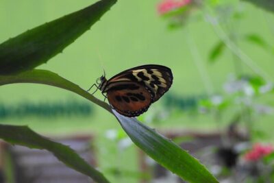 Full-Day Mindo Cloud Forest Tour Birdwatching Waterfalls and Hike - Pululahua Volcano & Geobotanical Reserve: crater views and plant spotting