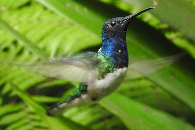 Full-Day Mindo Cloud Forest Tour Birdwatching Waterfalls and Hike - Mindo chocolate at Yumbos: the sweet reset after wildlife and water