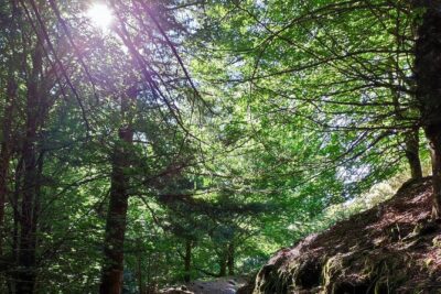 Gastro hike (Private Tour) - Pickup in Funchal and nearby towns, then straight to the trail