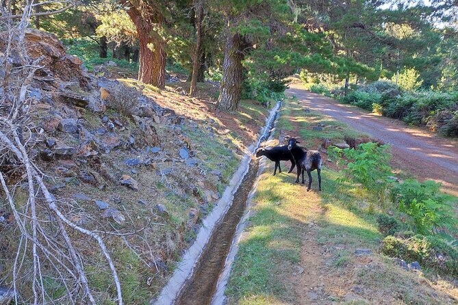 Gastro hike (Private Tour) - Lunch and dinner: grilled beef skewers over coals