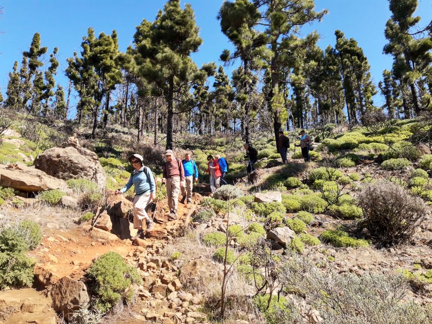 Gran Canaria: "Peaks of Gran Canaria" Hiking Tour - Price and Value: What $82 Buys Beyond the Hike