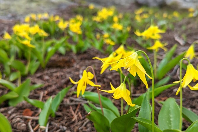 Guided Alpine Lake Float and Hike - Southern Bitterroot Mountains - Price and value: what $169 buys you in the Bitterroots