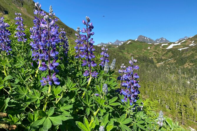 Guided Hike in Sitka, Alaska - Food and water: the small planning items that keep you comfortable