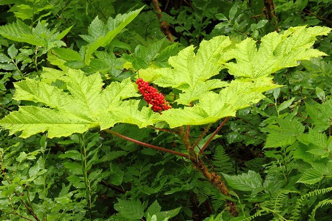 Guided Hike | TONGASS NATIONAL FOREST - A Two-Hour Plan That Actually Works in Port Time