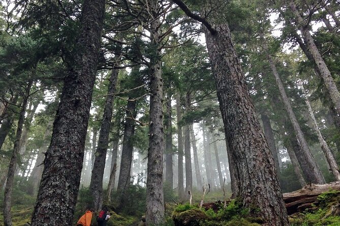 Guided Hike | TONGASS NATIONAL FOREST - Where You Start and How the Timing Feels