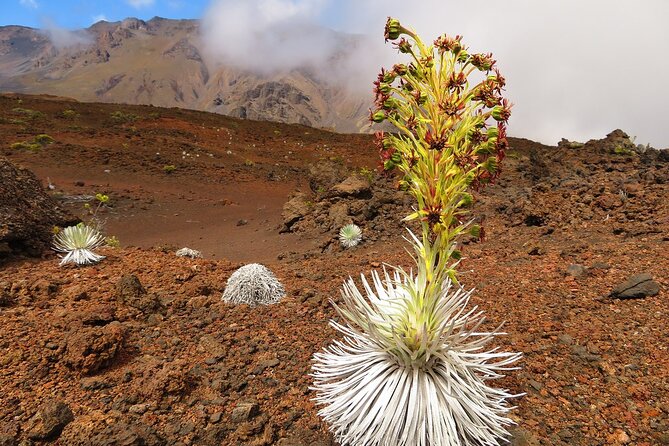 Haleakala Summit Best Self-Guided Bike Tour with Bike Maui - The 15-Mile Downhill: Switchbacks, Road Edges, and Real-Time Adjustments