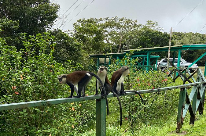 Half Day Grenada Seven Sisters, Grand Etang Nature Center Hiking Tour - Grand Etang National Park: Short Nature Park Walk, Real Views