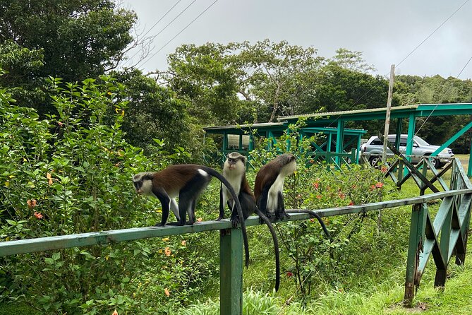 Half Day Grenada Seven Sisters, Grand Etang Nature Center Hiking Tour - The Seven Sisters Waterfall Hike: What You Can Expect