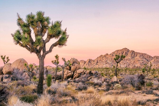 Half-Day Guided Hike in Joshua Tree National Park - Key highlights you’ll actually feel during the hike