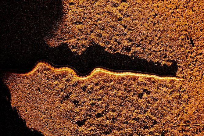 Half-Day Guided Hike in Joshua Tree National Park - The Joshua Tree advantage: a guide turns a half-day into real understanding