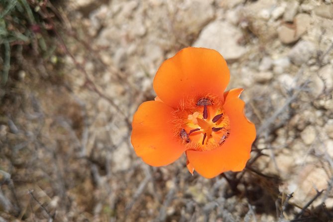 Half-Day Guided Hike in Joshua Tree National Park - Views and off-the-crowd time: the best part of a half-day format