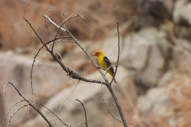 Half-Day Guided Hike in Joshua Tree National Park - What to bring so the 4.5 hours feel good