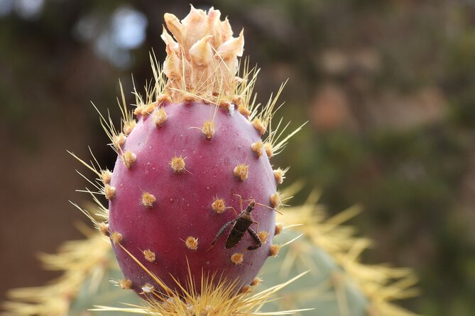 Half-Day Guided Hike in Joshua Tree National Park - Price and value: what you’re paying for (and what costs extra)
