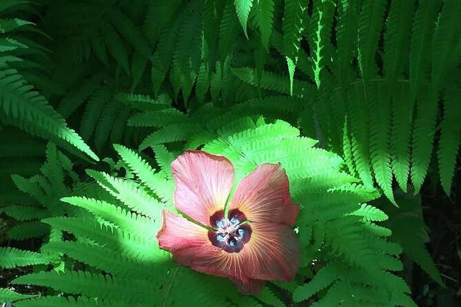 Half-Day Guided Hike to Afareaitu Waterfall - Should you book the Afareaitu Waterfall guided hike?