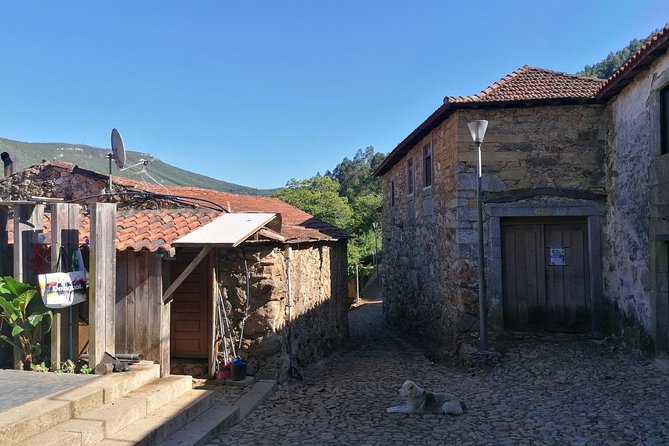 Half-day Hike & Picnic with Dog Love in Porto's Mountains - The Picnic Lunch: Homemade, Local-leaning, and Actually Worth Waiting For