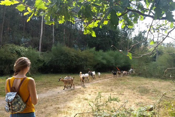 Half-day Hike & Picnic with Dog Love in Porto's Mountains - What 4 Hours Actually Feels Like in Real Time