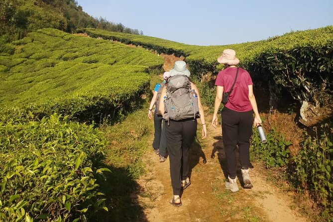 Half Day Hiking in Munnar Trekking Tour - A Half-Day Tea Plantation Hike: What You Actually Do in Munnar