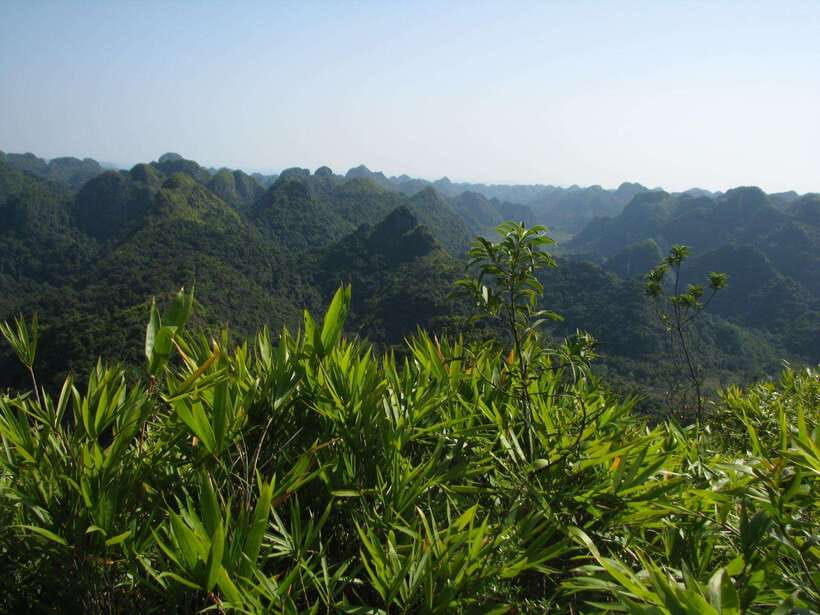 Half Day Hiking to Cat Ba National Park with a Guide - The Ngu Lâm peak hike: steep steps, jungle shade, and 220 m of payoff