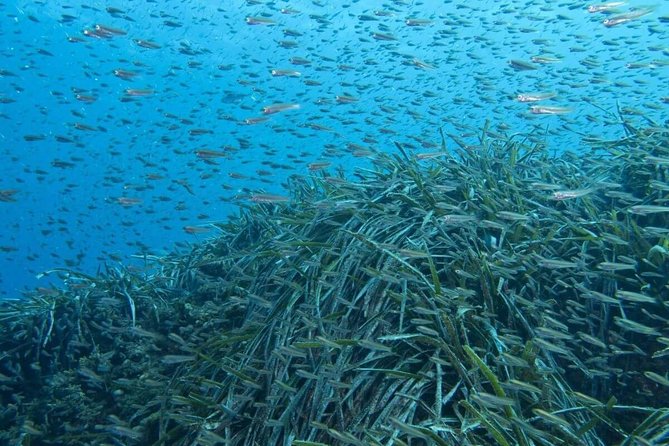 Half-Day Malaga Small-Group Hiking and Snorkeling Tour - Optional snorkeling: included gear and time to see fish
