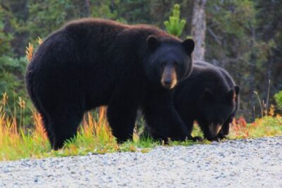 Half Day Yukon Suspension Bridge & Summit Tour - Stop 1 in Alaska: Waterfalls, Lakes, and the Welcome to Alaska Photo Circuit