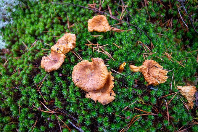 Helsinki: Nuuksio National park hiking with campfire lunch - Lakeshores Walk: The Calm Stretch That Balances the Day