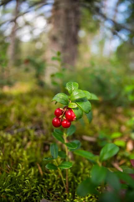 Helsinki: Nuuksio National park hiking with campfire lunch - What You Should Bring (This Is the Stuff That Actually Helps)