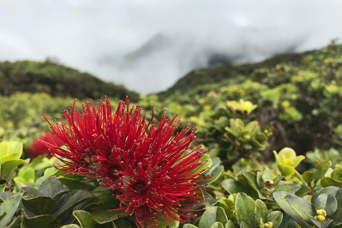 Hike Honolua Ridgeline - Learning the Water Story at Pu’u Kukui Watershed Preserve
