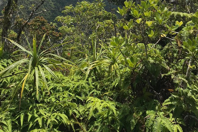 Hike Honolua Ridgeline - What Conservation Teams Do on Private Lands (and Why You’ll Care)