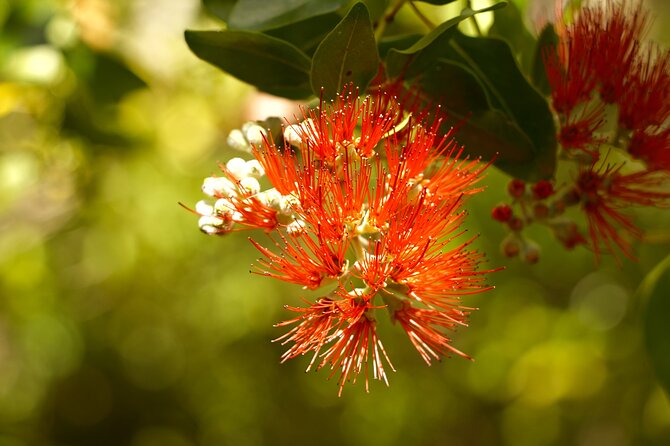 Hike Honolua Ridgeline - Guides Who Can Point Out Plants Like They Matter