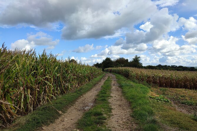 Hiking Adventure in Van Gogh's Footsteps with 6 miles walk - Your Guide and the Pace: What Victor Brings to the Walk