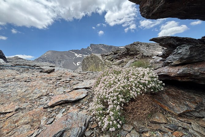 Hiking experience in the High Sierra Nevada National Park - The Role of Your Guide (And Yes, the Dog Sometimes Steals the Show)